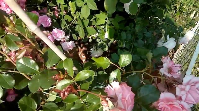 Цветение роз. Красавица Эшли на штамбе.Розы Ленса,Остина и др. смотреть онлайн