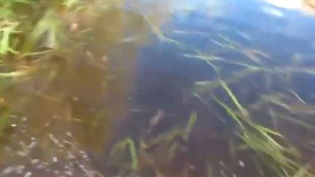 Топлинские болота смотреть онлайн