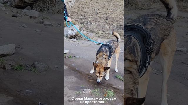 Туры на Кавказ с домашними питомцами. Путешествие Теодора) смотреть онлайн