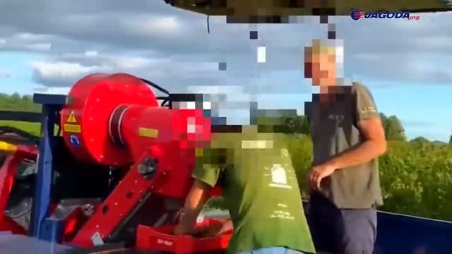 Уборка смородины комбайном JAREK 5