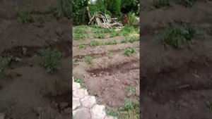 Насос поток в деле