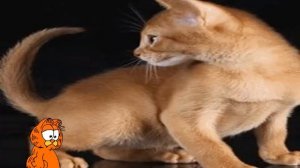 Уселась кошка на окошко . The cat sat on the window