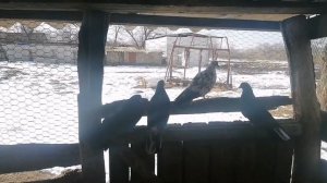 яйца, птенцы. голубята растут. опять чужак!? #голуби ?️?️?️