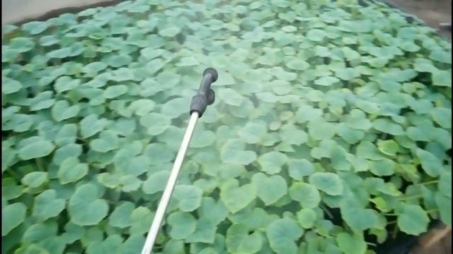 Огурец Бйорн День 21 смотреть онлайн