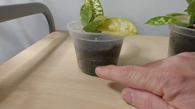 Maudiae..vince su tutti per la tenacia смотреть онлайн