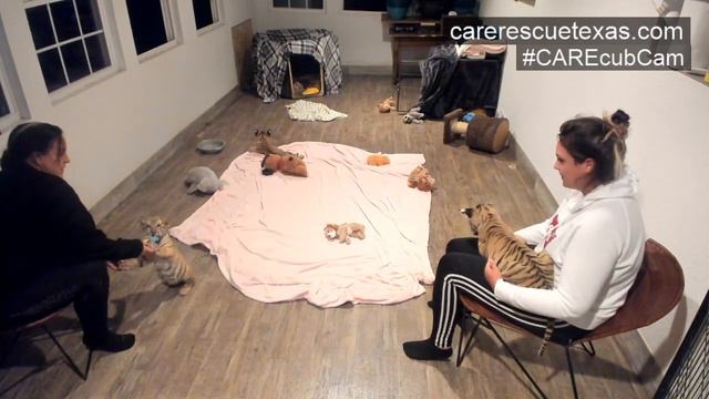 CARE Tiger Cub Cam 10.14.19 #3 смотреть онлайн