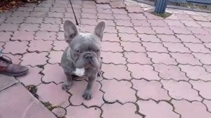 Французский бульдог. Лиловый