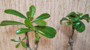 Аденимы спустя месяц после посадки