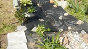 Розы на старте.Обзор сада.Север Ярославской области.