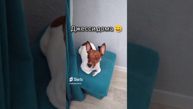 #джекрассел #дрт #джекрасселтерьер #джесси #собака #dog #shortvideo #shorts