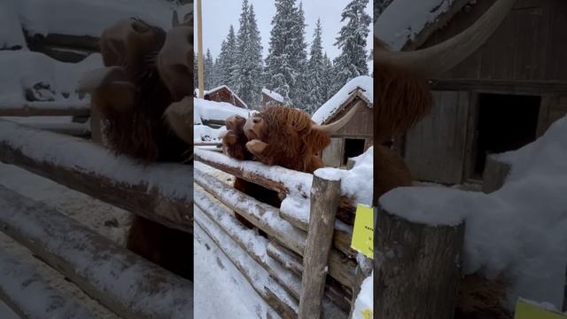 Это невероятное зрелище. Шотландская корова. Буковель.