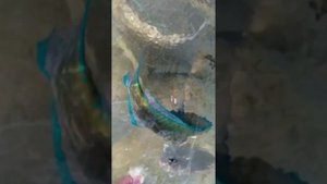 Коралловые рыбки Красного моря.