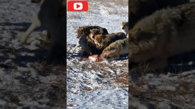 Tibetan Mastiff AND Wolf | wolf Keeper смотреть онлайн