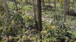 005 Мои томаты - Розовый конус, Анна Герман, Черный трюфель, Сказка, Маруся. Купил домик в городке.