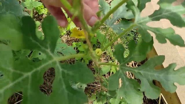 Вершки и корешки: Дынно-арбузная реальность смотреть онлайн