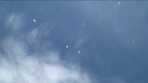 Николаевские белые голуби в Ульяновской области