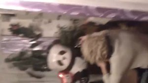 Великий азербайджанец шурка.