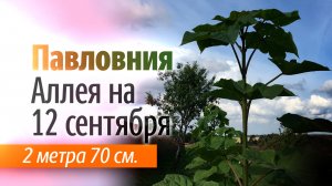 Аллея Павловнии на 12 сентября 2023. Павловнии по 2 метра 70 см.