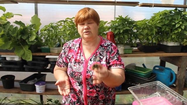 Посейте Огурцы Этим Способом! Результатом Будете Довольны! Какие Огурцы Буду Сеять.