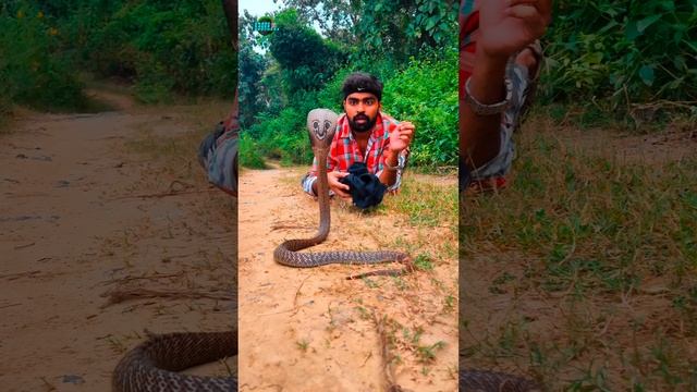 কীভাবে বুঝবেন খড়িস সাপে কামড়েছে? কামড়ানোর পরেই বা কী করবেন? #snakebite #cobra #snakesaverbrother