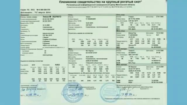 УЛУЧШАЕМ КОРОВ! ГОЛШТИНИЗАЦИЯ! ЕСЛИ МАЛО МОЛОКА! смотреть онлайн