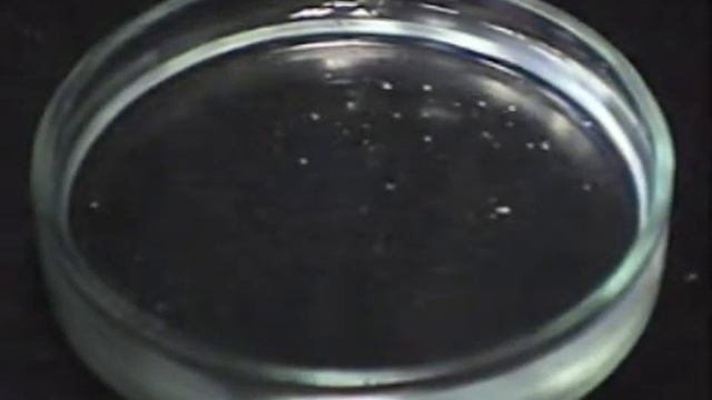 Камфора кристаллическая натуральная. Камфора рацемическая. Камфора порошок. Камфора форма кристаллов. Камфора в воде.