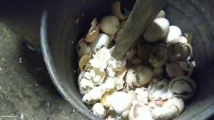Чтобы куры хорошо неслись..