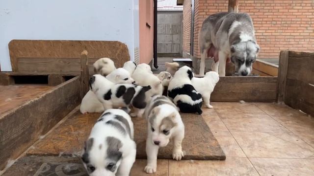 Мама алабай Юлдуз кормит 15 щенков алабая смотреть онлайн