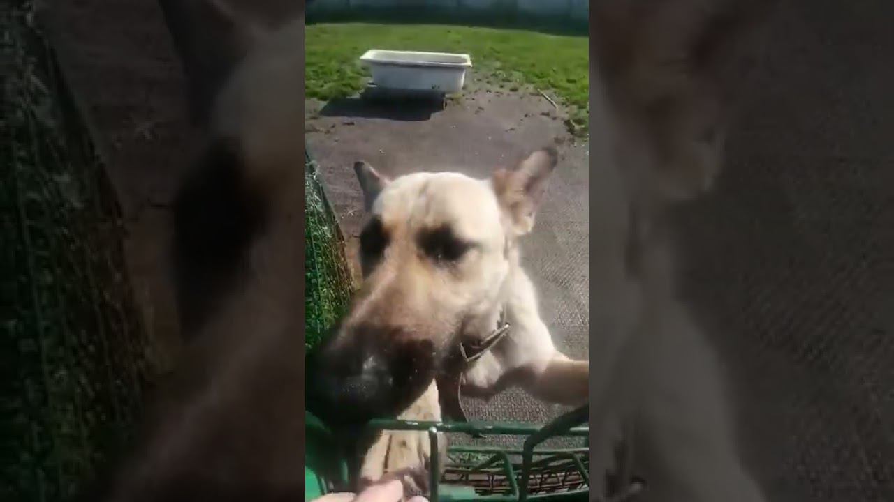 зоогостиница WISE ANIMAL