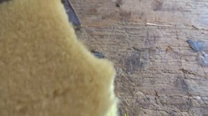 Матки Среднерусской породы)))