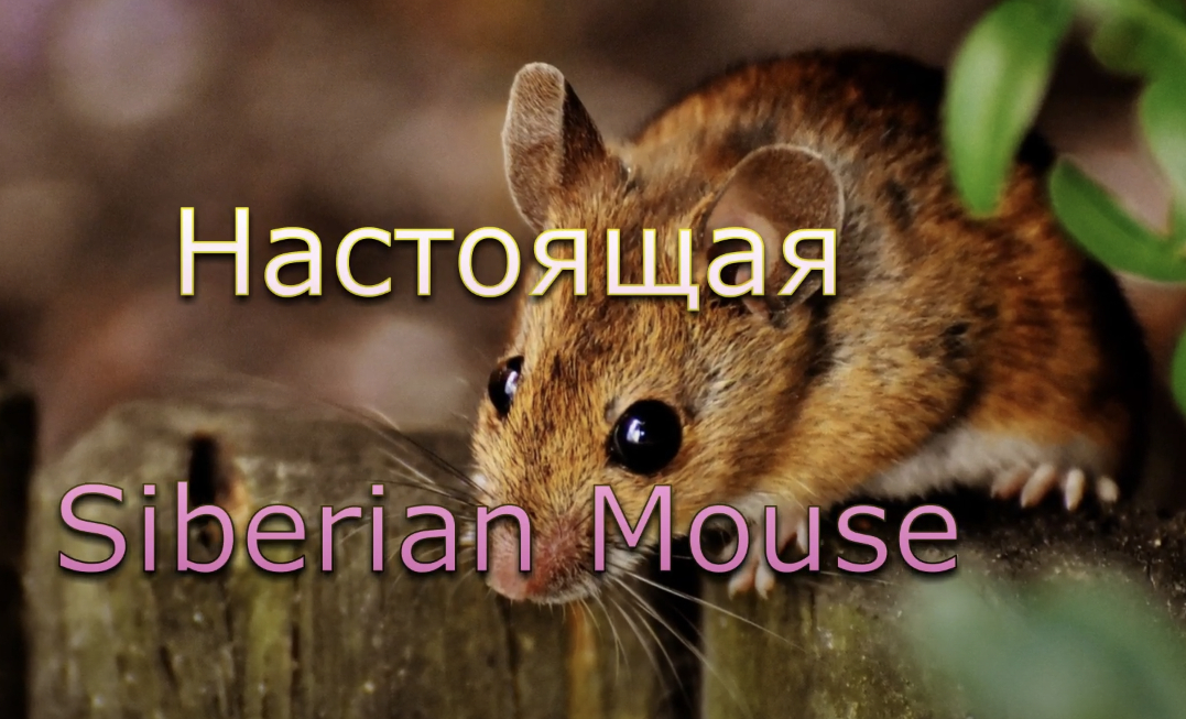 Siberian Mouse