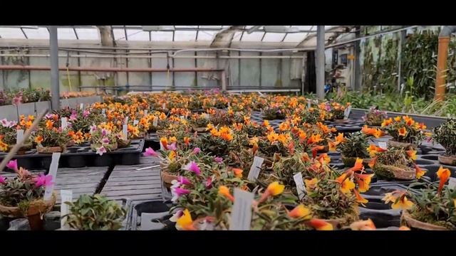 В ГОСТЯХ У ШВЕРТЕРА оркидеен смотреть онлайн