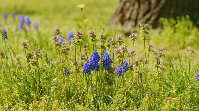 Gentle Blooming of Spring Flowers in 4K - Deep Relaxation to Spring Nature Colors & Sounds - Part # смотреть онлайн