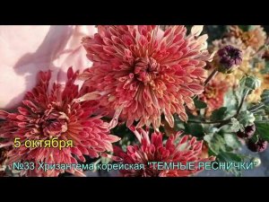 №33 Хризантема корейская ТЕМНЫЕ РЕСНИЧКИ  5 10 2023
