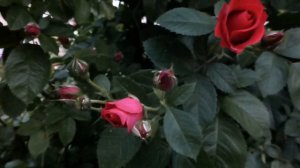 Футаж Красные Розы. Футаж Цветы. Красивые Цветы Красные Розы. Видеофутажи. Футажи для видеомонтажа