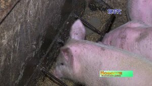 Заразно и  убыточно. Африканская чума свиней подошла к границе Новосибирской области