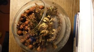 Selaginella lepidophylla селагинелла чешуелистная