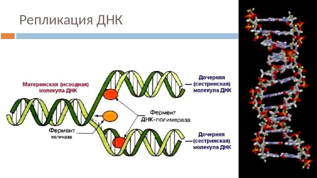 Удвоение днк происходит на уровне организации. Редупликация ДНК. Редупликация изображение. Редупликация ДНК нарушения болезни. Редупликация в русском языке.