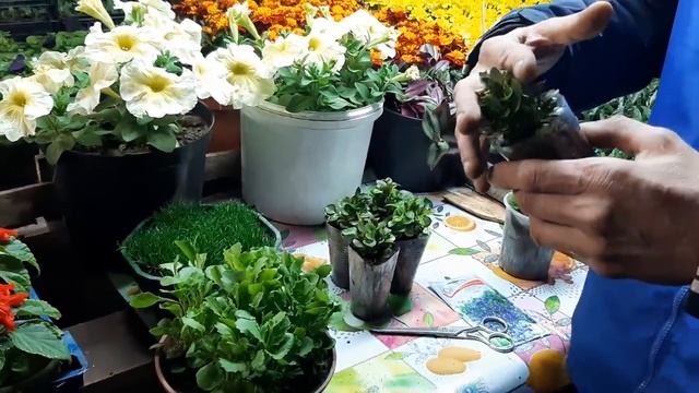 ПРИЩИПКА ЛОБЕЛИИ?ЛЕГКИЙ СПОСОБ СТРИЖКА И УХОД?как прищипывать лобелию цветок смотреть онлайн