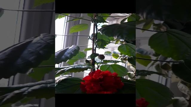 Гибискус и уход в домашних условиях смотреть онлайн