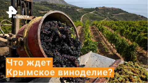 Крым превратят в крупнейший винный регион мира? / РЕН Новости