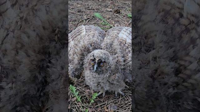 Ушастая сова Краснодарский край