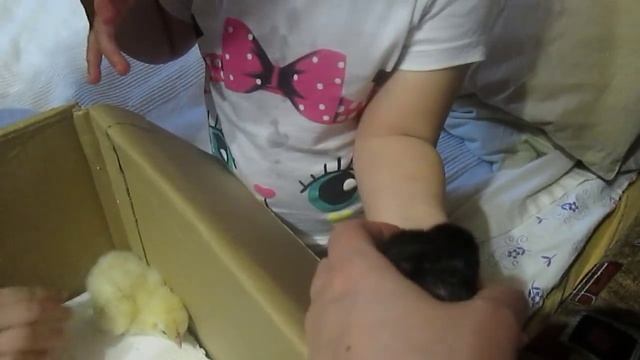Вылупление цыплят.Первые два дня жизни.