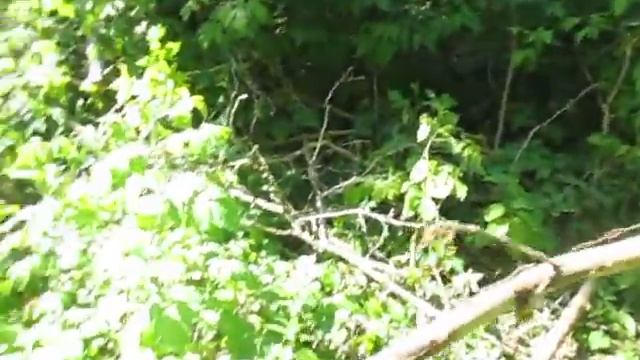 лесорубы)) сказочная река, сказочный лес, сказочные дебри=)