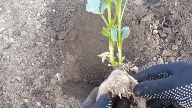 ПОСАДКА КЛУБНЕЙ ГЕОРГИН в разной фазе прорастания.