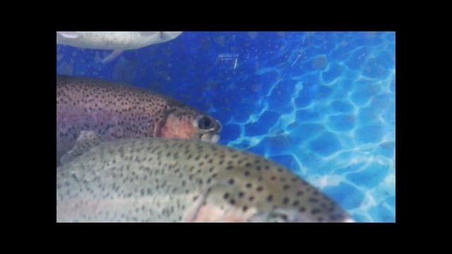 Видео. Живая рыба.  ФОРЕЛЬ . смотреть онлайн