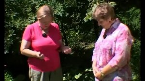 Солнцелюбивые хосты  Лучшие сорта хост