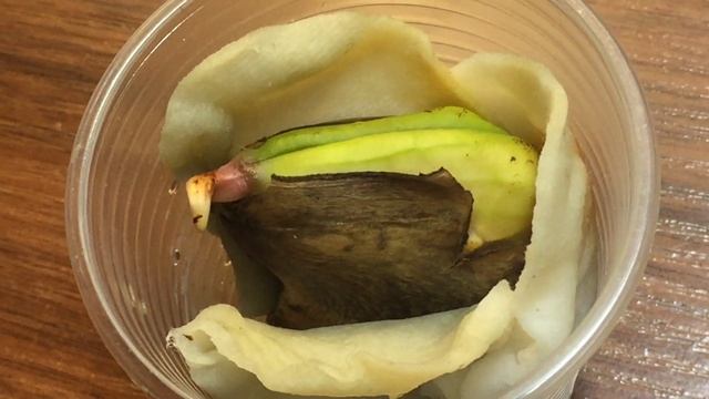 Как прорастить Манго!!! (ПО АКЦИИ) Первый росток смотреть онлайн