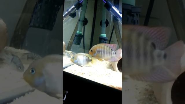 My sweet sajica cichlid