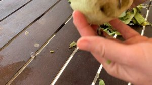 When And How - Harvest Peel And Dry Luffa Sponge Gourd Loofah - Permaculture Haven